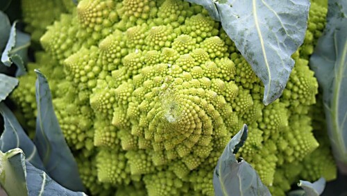 Brassicas bajo presión cómo proteger el cultivo frente al poniente seco del invierno (1).jpg
